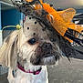 dog, small_dog, hat, feathers, orange, black, fur, collar, indoor, pet, animal, portrait, close_up, face, cute, accessory, sitting, looking_away, furry, decorative