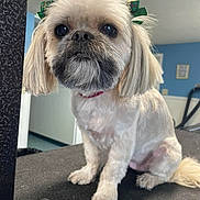 Dolly joined the competition — help win amazing prizes! dog, small_dog, groomed, bow, pet, indoor, table, fur, ears, face, animal, cute, sitting, collar, white_fur, black_nose, eyes, grooming, leash, background