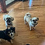 Dolly is registered to the contest to win money with this photo: dog, small_dog, indoor, wooden_floor, curious, pet, animal, flooring, window, light, cozy, footwear, person, attention, collar, domestic, companion, cute, trio, standing