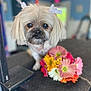 Dolly joined the competition — help win amazing prizes! dog, small_dog, bow, flower_bouquet, grooming_table, indoor, pet, cute, animal, fur, face, ears, closeup, blurry_background, colorful, domestic_animal, companion, adorable, looking, standing