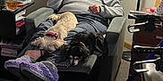 Dolly joined the competition — help win amazing prizes! carpeted_floor, casual_clothing, companion_animals, cozy, curtains, elderly_woman, floor_lamp, gray_hair, home_environment, indoor, pets, recliner_chair, relaxing, resting, side_table, slippers, small_dogs, two_dogs, walker, water_bottle