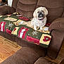 Dolly joined the competition — help win amazing prizes! animal, blanket, brown_couch, companion, cozy, curious, cute, decor, dog, fur, furniture, holiday_blanket, home, indoor, living_room, pet, pink_collar, sitting, small_dog, wood_floor