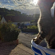 Guizmo participe au concours pour gagner de l'argent avec cette photo : cat, bucket, sunlight, sky, clouds, suburban, house, road, plants, bush, outdoor, daylight, shadow, animal, pet, nature, curious, feline, window, pavement