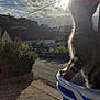 cat, bucket, sunlight, sky, clouds, suburban, house, road, plants, bush, outdoor, daylight, shadow, animal, pet, nature, curious, feline, window, pavement