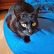 Salem participe au concours pour gagner de l'argent avec cette photo : animal, black_cat, blue, cat, close_up, cozy, curious, cushion, cute, domestic_cat, feline, fur, home, indoor, pet, relaxed, resting, soft_texture, wooden_floor, yellow_eyes