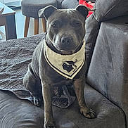 Vito participe au concours pour gagner de l'argent avec cette photo : dog, pet, bandana, couch, indoor, gray_coat, sitting, blanket, stool, living_room, fur, animal, domestic_animal, canine, looking_at_camera, furniture, home, cute, companion, portrait