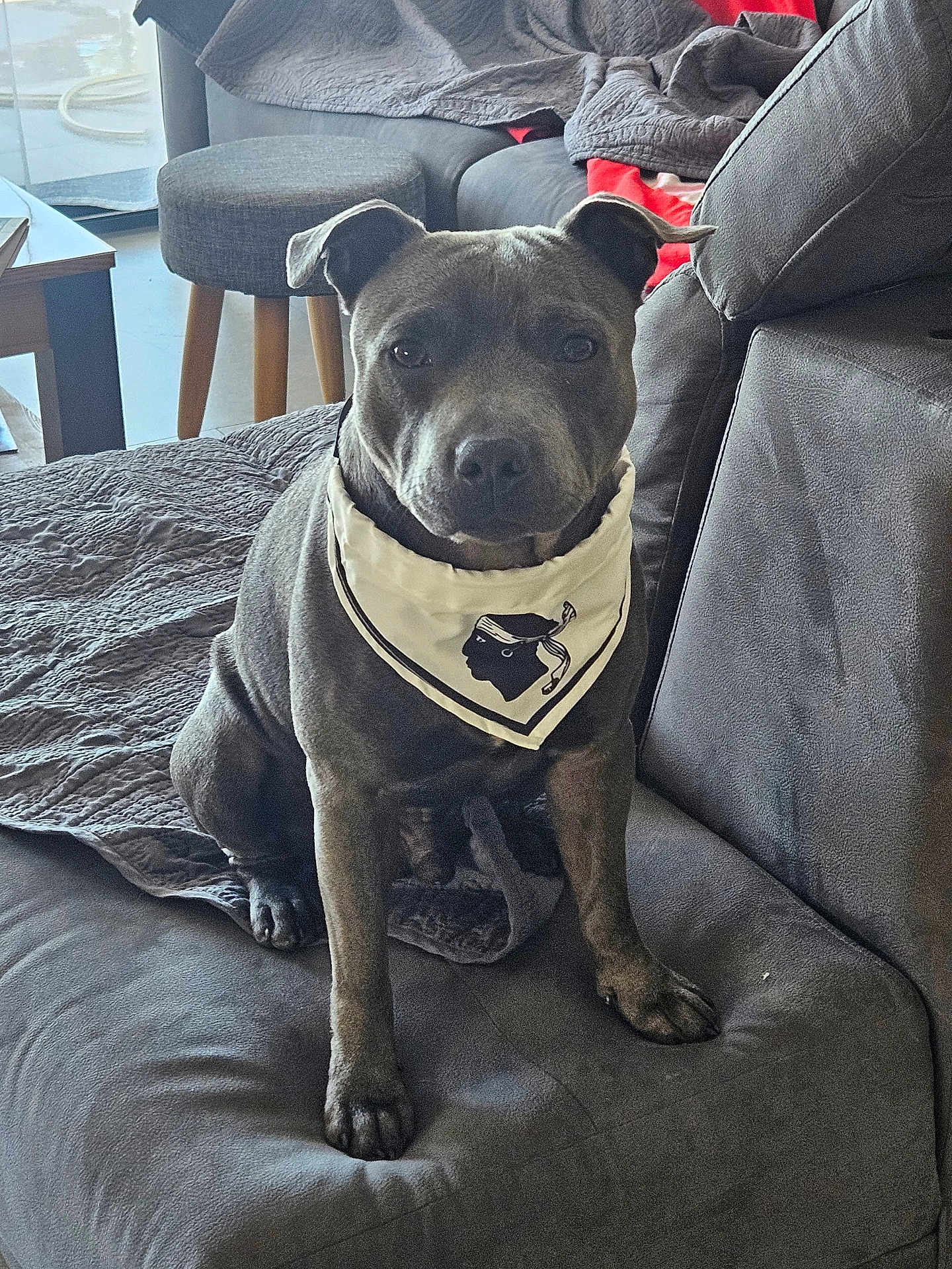 Vito participe au concours pour gagner de l'argent avec cette photo : dog, pet, bandana, couch, indoor, gray_coat, sitting, blanket, stool, living_room, fur, animal, domestic_animal, canine, looking_at_camera, furniture, home, cute, companion, portrait