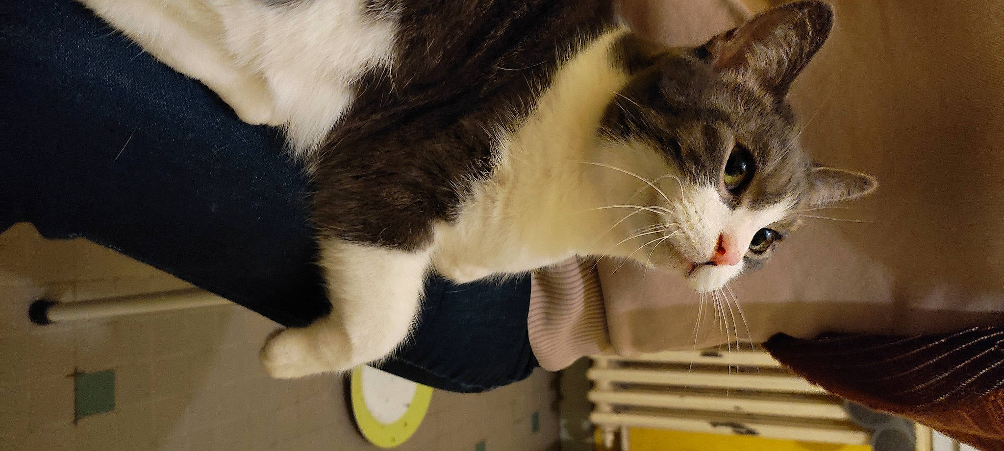 Leonardo participe au concours pour gagner de l'argent avec cette photo : carnivore, cat, cat_supply, comfort, domestic_short_haired_cat, felidae, fur, paw, small_to_medium_sized_cats, snout, stuffed_toy, tail, whiskers, window