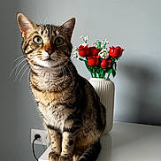 Aston a rejoint le concours — aidez-le/la à gagner de superbes lots ! cat, tabby_cat, pet, animal, sitting, portrait, green_eyes, whiskers, striped_fur, brown_fur, indoor, cabinet, vase, roses, flowers, red_flowers, wall, electrical_outlet, home_decor, photography