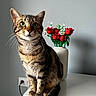cat, tabby_cat, pet, animal, sitting, portrait, green_eyes, whiskers, striped_fur, brown_fur, indoor, cabinet, vase, roses, flowers, red_flowers, wall, electrical_outlet, home_decor, photography