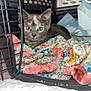 Cora joined the competition — help win amazing prizes! animal, blanket, cage, cat, closeup, colorful, cozy, curious, cute, domestic_animal, eyes, fur, indoor, kitten, pattern, pet_carrier, resting, small, soft_texture, young