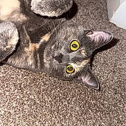 Cora is registered to the contest to win money with this photo: animal, carpet, cat, close_up, curious, cute, domestic, ears, feline, fur, indoor, lying_down, mammal, paw, pet, playful, relaxed, tortoiseshell, whiskers, yellow_eyes