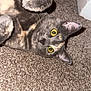 animal, carpet, cat, close_up, curious, cute, domestic, ears, feline, fur, indoor, lying_down, mammal, paw, pet, playful, relaxed, tortoiseshell, whiskers, yellow_eyes