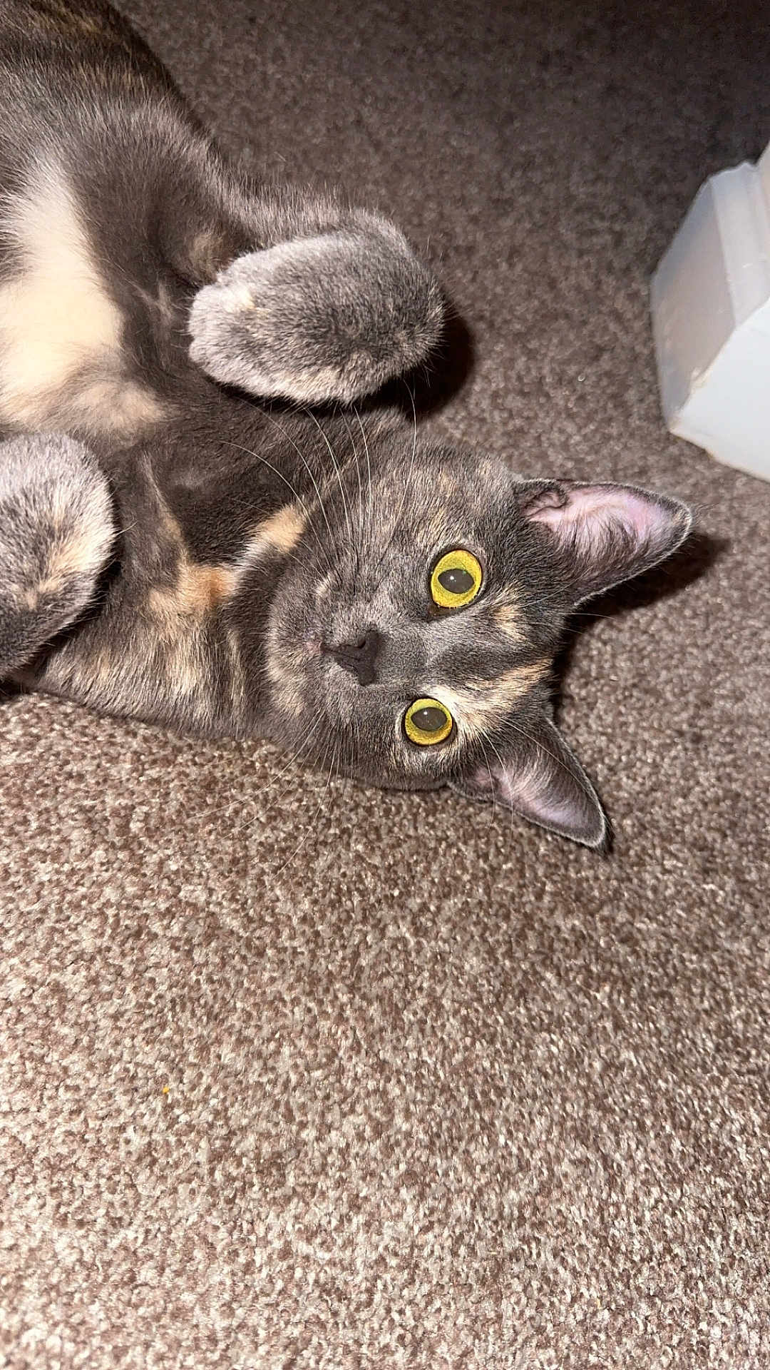 Cora