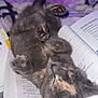 Cora is registered to the contest to win money with this photo: adorable, animal, blanket, book, cat, comfort, cozy, cute, fur, indoors, kitten, paw, pet, relaxed, resting, sleeping, small, soft, study, textbook