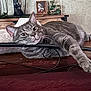 Zeus is registered to the contest to win money with this photo: cat, gray_tabby, indoor, relaxed, lounging, furniture, blanket, wooden_surface, metal_bar, curious, wide_eyes, whiskers, plants, picture_frame, home_decor, cozy, feline, pet, resting, fur
