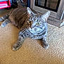 cat, gray_tabby, carpet, furniture, indoor, pet, animal, whiskers, ears, tail, floor, relaxed, curious, domestic_cat, closeup, laying_down, home, cute, feline, yellow_eyes