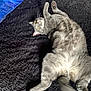 Zeus joined the competition — help win amazing prizes! cat, gray_cat, feline, pet, lying_down, relaxed, curious_eyes, yellow_eyes, fluffy, soft_rug, black_rug, indoor, blanket, galaxy_pattern, cozy, playful, whiskers, tail, fur, animal