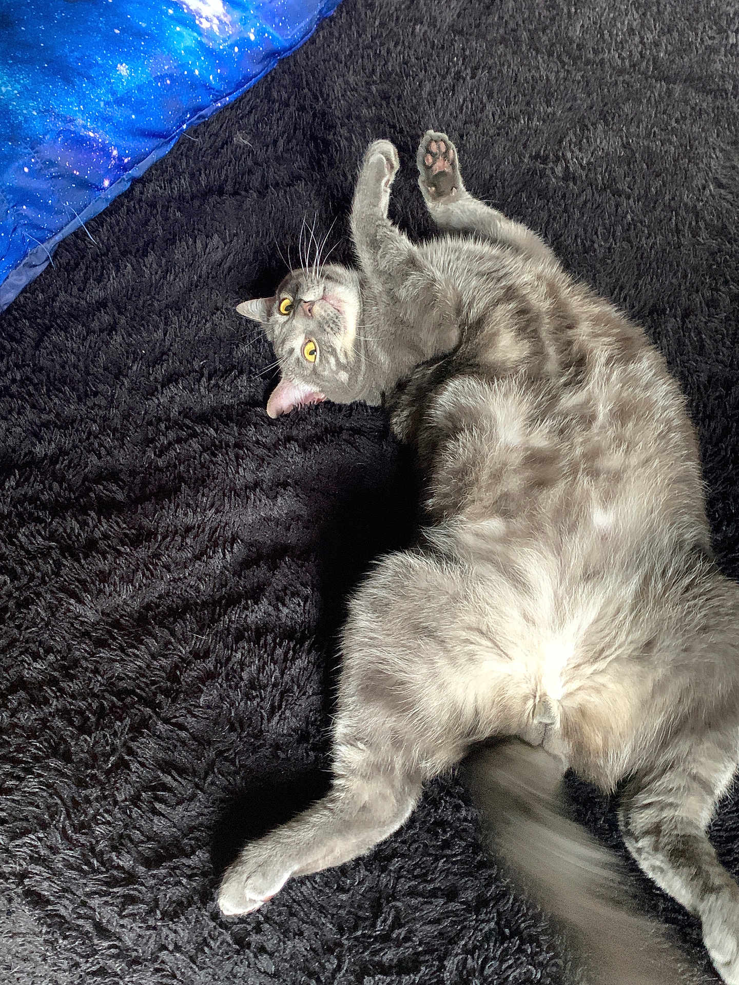 Zeus joined the competition — help win amazing prizes! cat, gray_cat, feline, pet, lying_down, relaxed, curious_eyes, yellow_eyes, fluffy, soft_rug, black_rug, indoor, blanket, galaxy_pattern, cozy, playful, whiskers, tail, fur, animal