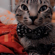 Travis Wisker Thomas joined the competition — help win amazing prizes! cat, tabby_cat, pet, animal, face, eyes, whiskers, fur, striped_fur, close_up, portrait, indoors, blanket, red_blanket, sitting, looking_at_camera, computer_code, programming, digital_overlay, moody_lighting