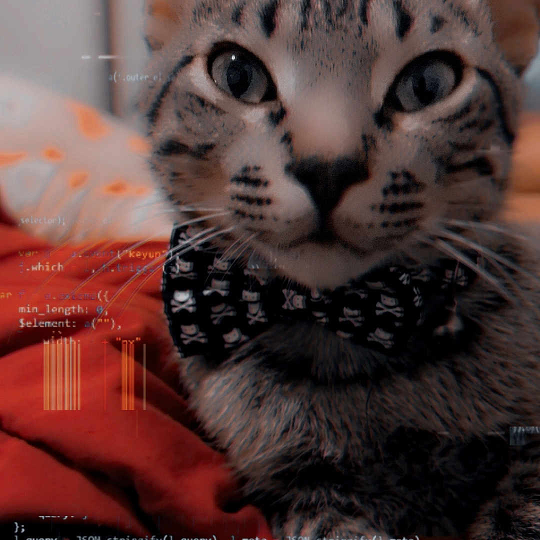 Travis Wisker Thomas joined the competition — help win amazing prizes! cat, tabby_cat, pet, animal, face, eyes, whiskers, fur, striped_fur, close_up, portrait, indoors, blanket, red_blanket, sitting, looking_at_camera, computer_code, programming, digital_overlay, moody_lighting