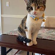 Sapphire is registered to the contest to win money with this photo: kitten, cat, calico, collar, bell, table, wooden_table, indoor, carpet, curious, pet, animal, young_cat, feline, domestic_cat, sitting, cute, small, fur, whiskers