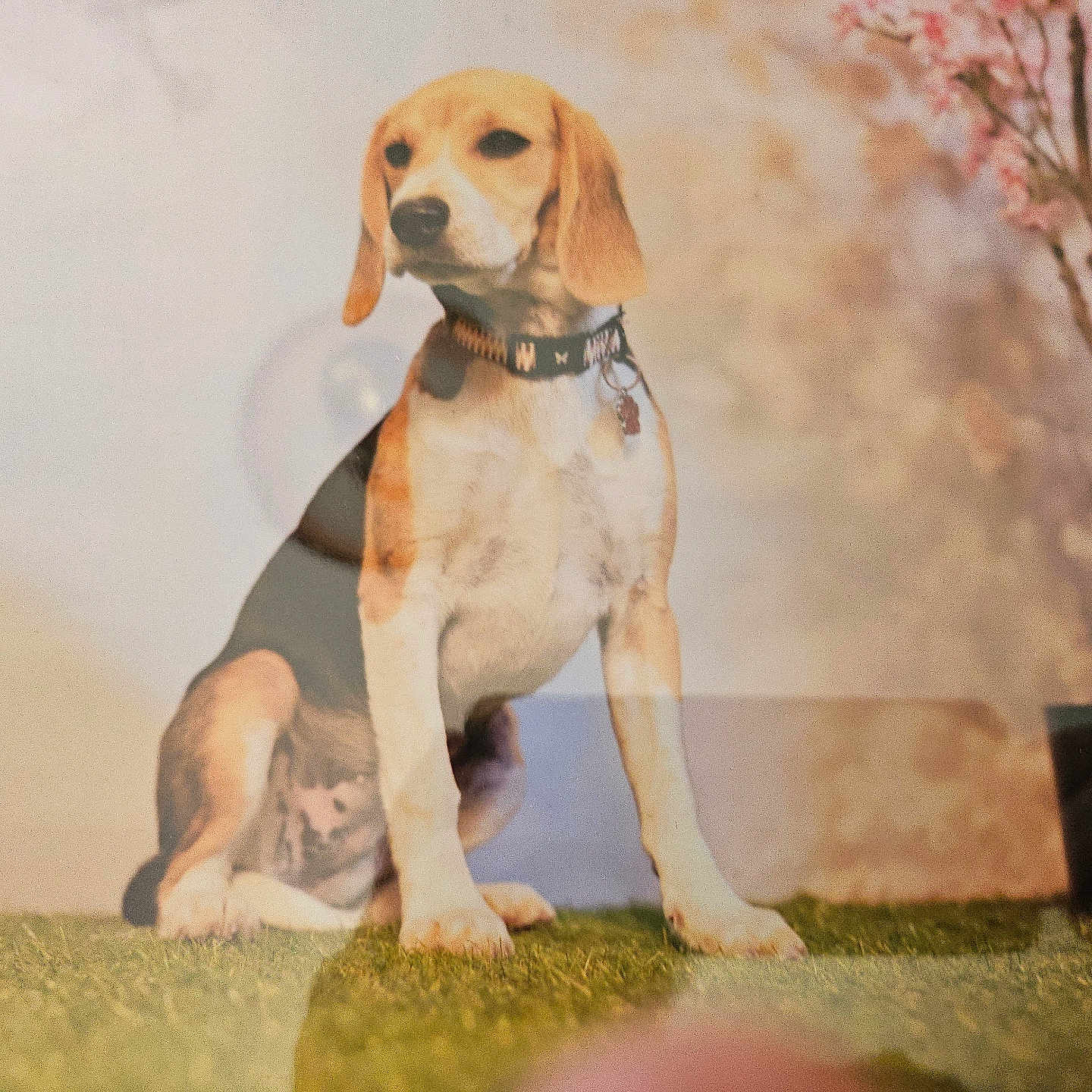 Vicky participe au concours pour gagner de l'argent avec cette photo : animal, beagle, canine, cherryblossom, dog, flower, grass, hound, labradorretriever, lawn, nature, outdoors, pet, plant, pointer, puppy, snout, spring, whitedog
