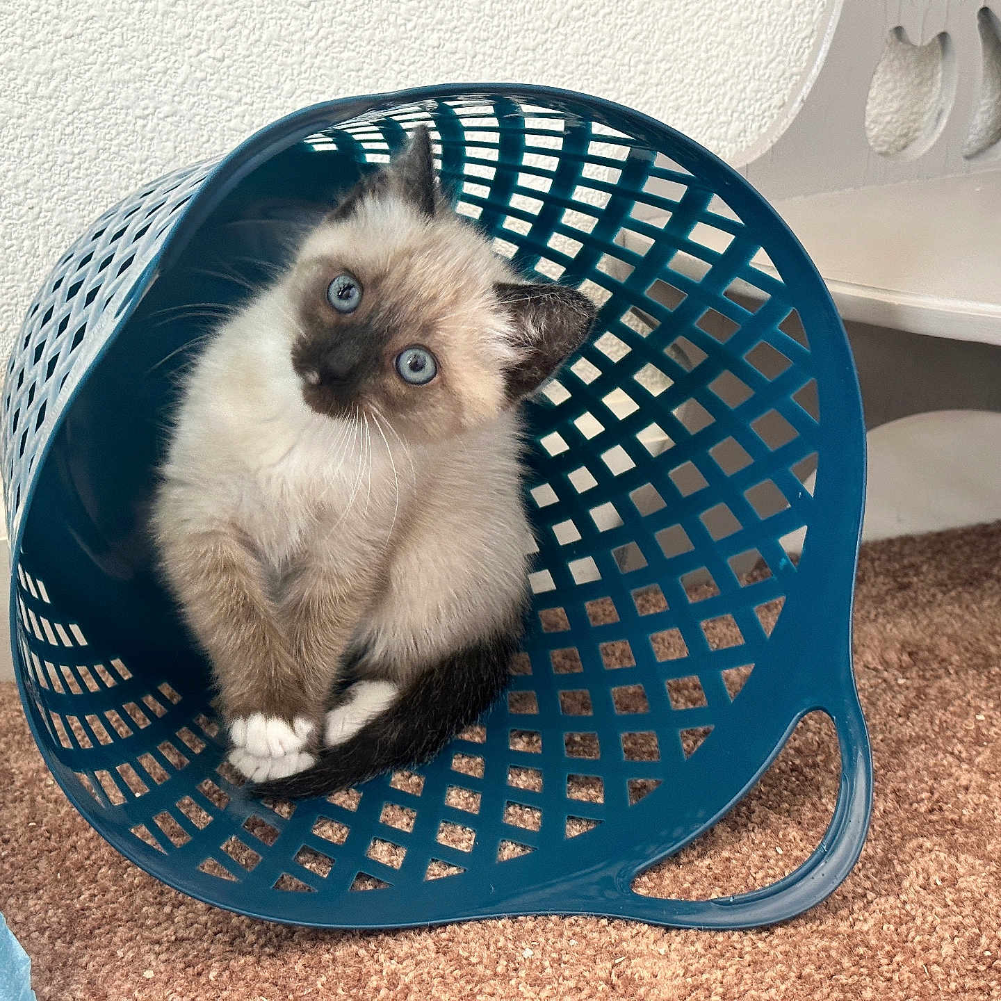 Nooi joined the competition — help win amazing prizes! animal, basket, cat, furniture, kitten, manx, pet, siamese, wood