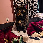 Lux joined the competition — help win amazing prizes! cat, tortoiseshell_cat, pet, big_eyes, blanket, bed, paper, sheets, curtain, geometric_pattern, wall, electrical_outlet, window, indoor, cozy, sitting, whiskers, ears, fur, portrait