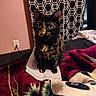 bed, big_eyes, blanket, cat, cozy, curtain, ears, electrical_outlet, fur, geometric_pattern, indoor, paper, pet, portrait, sheets, sitting, tortoiseshell_cat, wall, whiskers, window