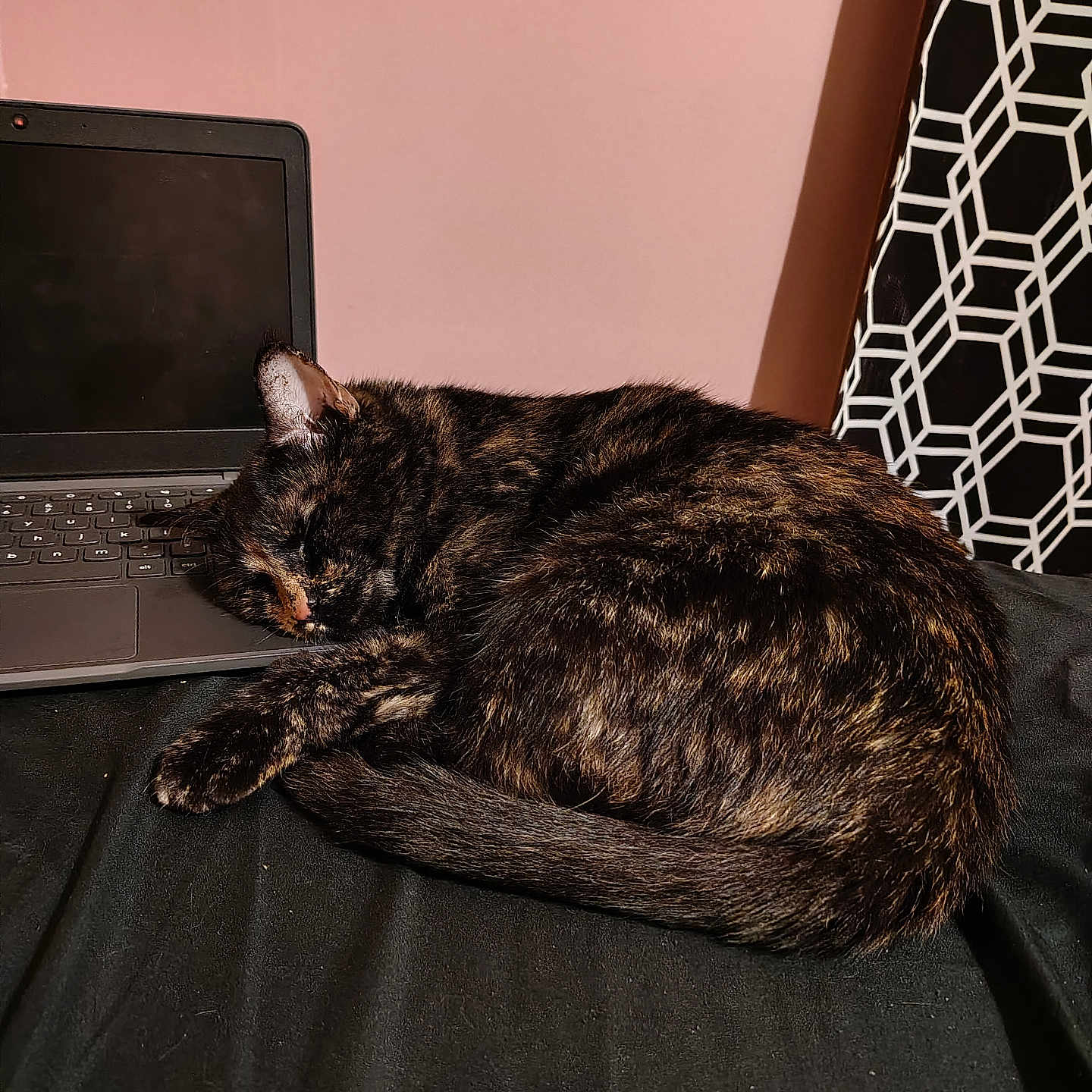 Lux is registered to the contest to win money with this photo: cat, tortoiseshell, sleeping, laptop, keyboard, bed, blanket, black_bedspread, pink_wall, geometric_pattern, pillow, indoor, pet, fur, tail, ear, napping, cozy, technology, close_up