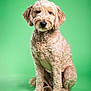 dog, curly_fur, pet, sitting, green_background, studio, portrait, canine, animal, fluffy, mammal, domestic_animal, looking_away, cute, furry, indoor, well_groomed, calm, medium_size, front_view