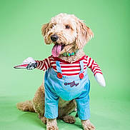 Zoey is registered to the contest to win money with this photo: dog, costume, puppy, green_background, cute, tongue_out, pet, funny, sitting, clothing, striped_shirt, overalls, button, light_brown_fur, studio, playful, animal, portrait, adorable, indoor