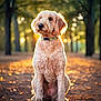 Zoey is registered to the contest to win money with this photo: dog, golden_doodle, sitting, outdoor, forest, sunlight, backlight, nature, tree, leaves, animal, pet, fur, collar, canine, ground, daylight, cute, portrait, mammal