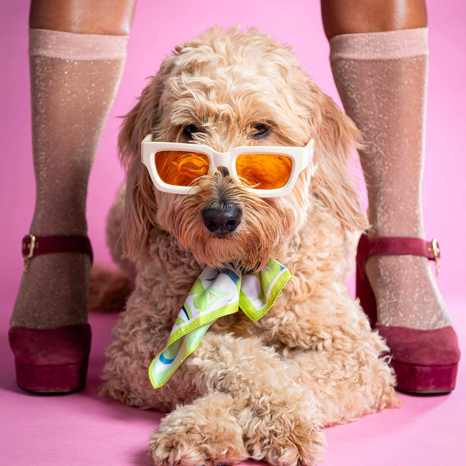 Zoey is registered to the contest to win money with this photo: accessories, animal, closeup, crossed_paws, cute, dog, fashion, fluffy, fur, heels, legs, pet, pink_background, portrait, posing, scarf, socks, studio, stylish, sunglasses