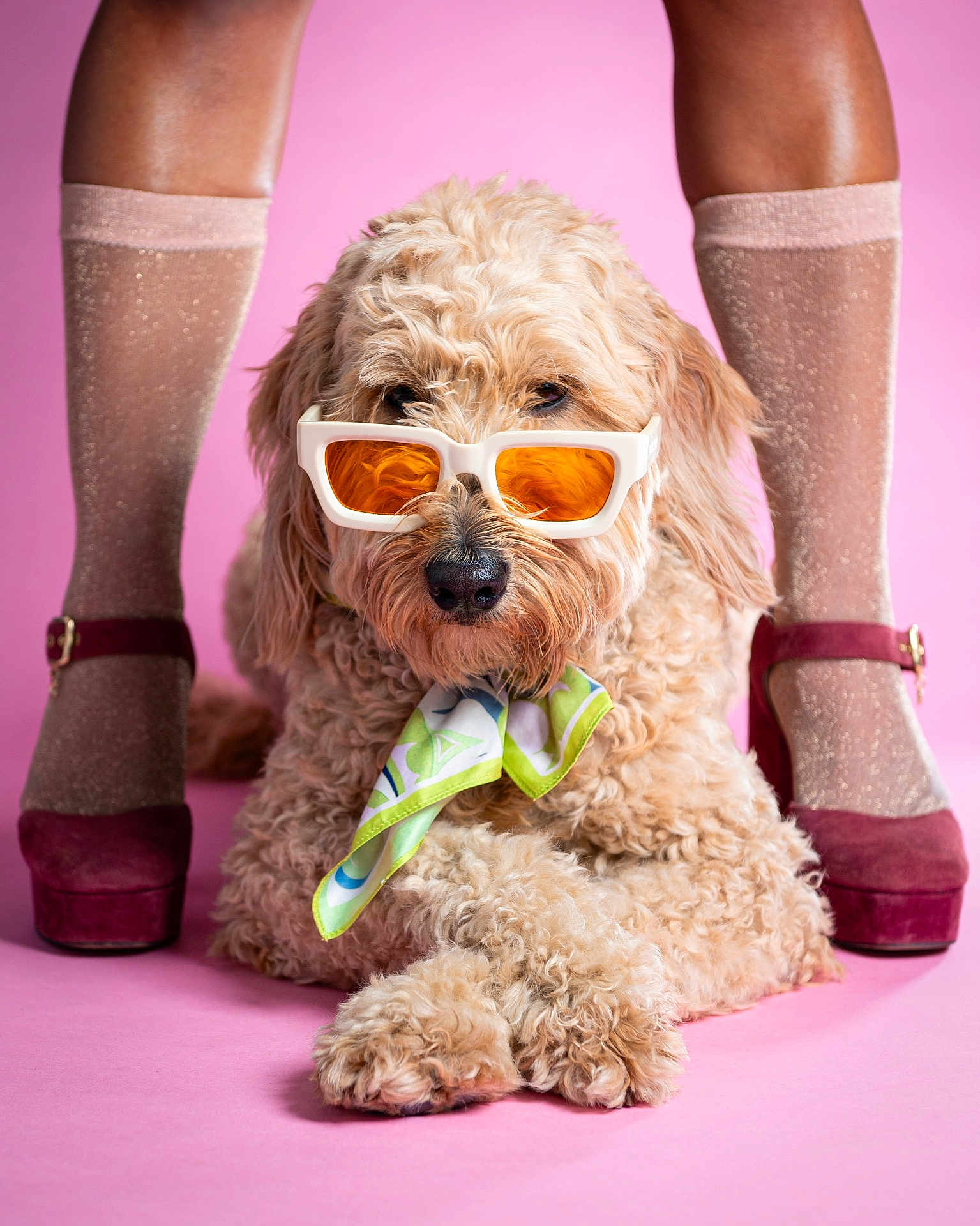 Zoey is registered to the contest to win money with this photo: dog, sunglasses, scarf, pink_background, fur, legs, socks, heels, fashion, portrait, cute, pet, studio, accessories, crossed_paws, fluffy, animal, posing, closeup, stylish