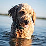 Zoey is registered to the contest to win money with this photo: dog, golden_doodle, water, wet, tongue_out, outdoor, sunlight, lake, animal, pet, nature, curious, fur, collar, reflection, summer, playful, canine, daytime, close_up