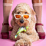 Zoey a rejoint le concours — aidez-le/la à gagner de superbes lots ! dog, sunglasses, scarf, pink_background, fur, legs, socks, heels, fashion, portrait, cute, pet, studio, accessories, crossed_paws, fluffy, animal, posing, closeup, stylish