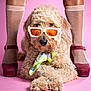 dog, sunglasses, scarf, pink_background, fur, legs, socks, heels, fashion, portrait, cute, pet, studio, accessories, crossed_paws, fluffy, animal, posing, closeup, stylish