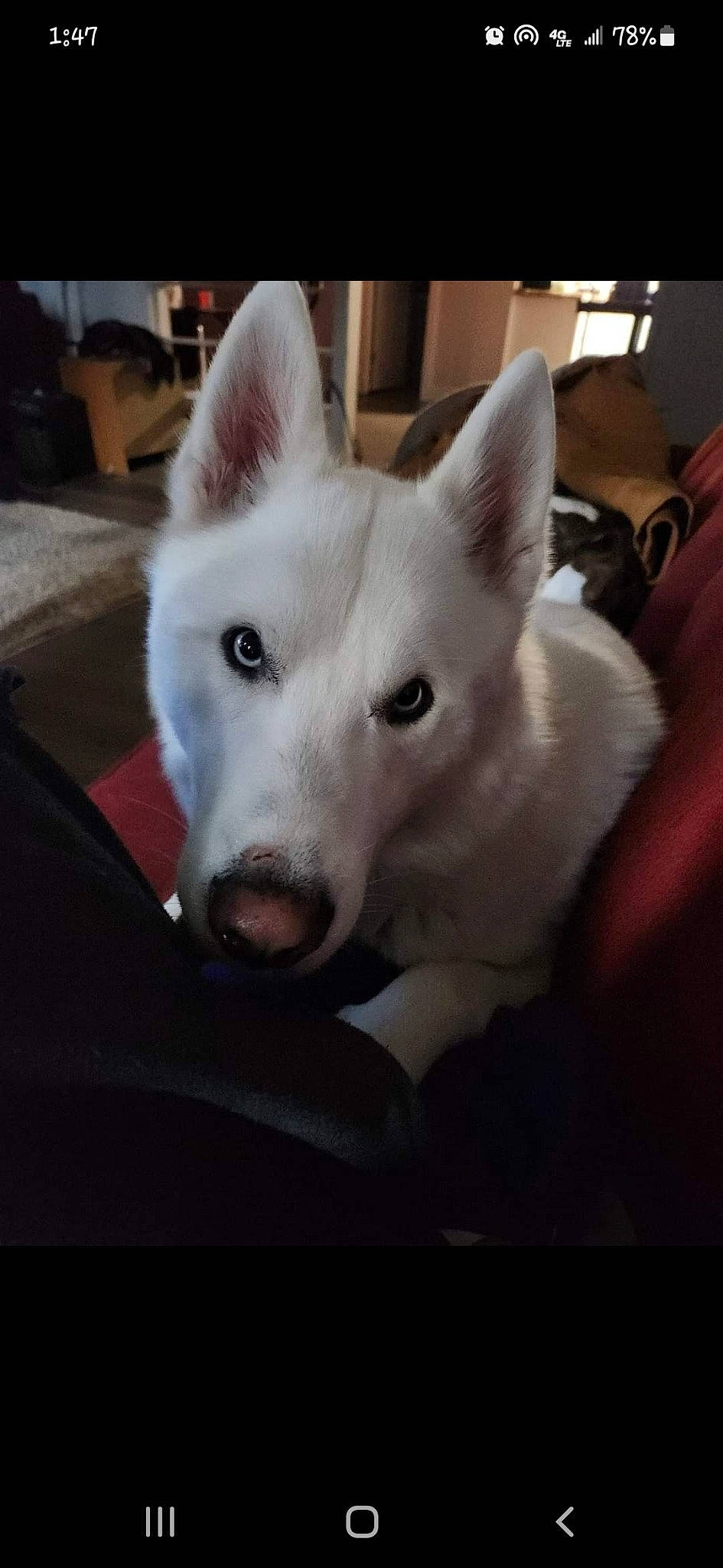 Zero joined the competition — help win amazing prizes! canidae, carnivore, comfort, companion_dog, dog, dog_breed, eye, fur, metal, non_sporting_group, sporting_group, square, tail, terrestrial_animal, whiskers, working_animal