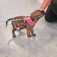 Lexi joined the competition — help win amazing prizes! puppy, dog, leash, pink_harness, floor, person, hand, kneeling, brindle, pet, indoor, small_dog, canine, sniffing, animal, cute, domestic, young_dog, interaction, playful