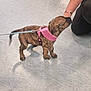 puppy, dog, leash, pink_harness, floor, person, hand, kneeling, brindle, pet, indoor, small_dog, canine, sniffing, animal, cute, domestic, young_dog, interaction, playful