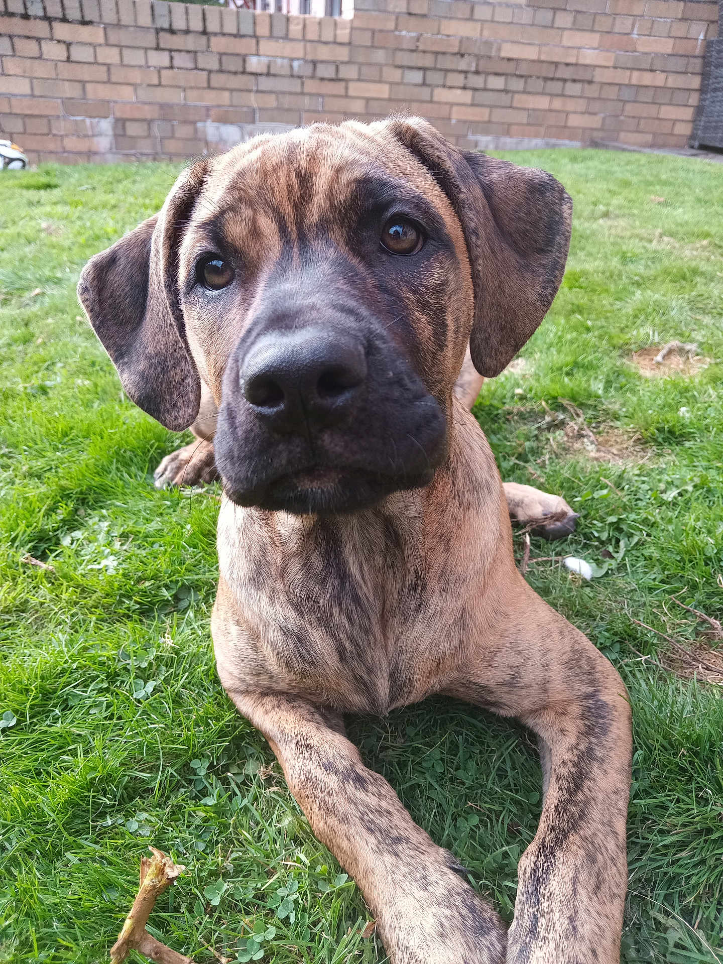 Lexi joined the competition — help win amazing prizes! dog, brindle, grass, outdoor, pet, canine, ears, face, snout, lying_down, backyard, fur, animal, mammal, closeup, portrait, curious, young, nature, background
