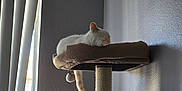 Yuki joined the competition — help win amazing prizes! cat, cat_tree, white_cat, sleeping, indoor, window, vertical_blinds, striped_tail, pet, cozy, furniture, relaxation, animal, domestic_cat, quiet, home, resting, sunlight, wall, calm