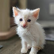 Yuki joined the competition — help win amazing prizes! kitten, cat, white_fur, blue_eyes, animal, pet, young, curious, feline, indoor, wooden_floor, small, cute, fluffy, whiskers, ears, portrait, close_up, soft_light, domestic