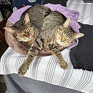 Athena Ember joined the competition — help win amazing prizes! two_cats, tabby_cat, cat_bed, striped_bedspread, purple_towel, sleeping, indoor, feline, pet, cozy, relaxed, furry, whiskers, paw, domestic_animal, bedroom, furniture, soft, resting, companion