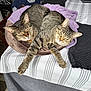 two_cats, tabby_cat, cat_bed, striped_bedspread, purple_towel, sleeping, indoor, feline, pet, cozy, relaxed, furry, whiskers, paw, domestic_animal, bedroom, furniture, soft, resting, companion