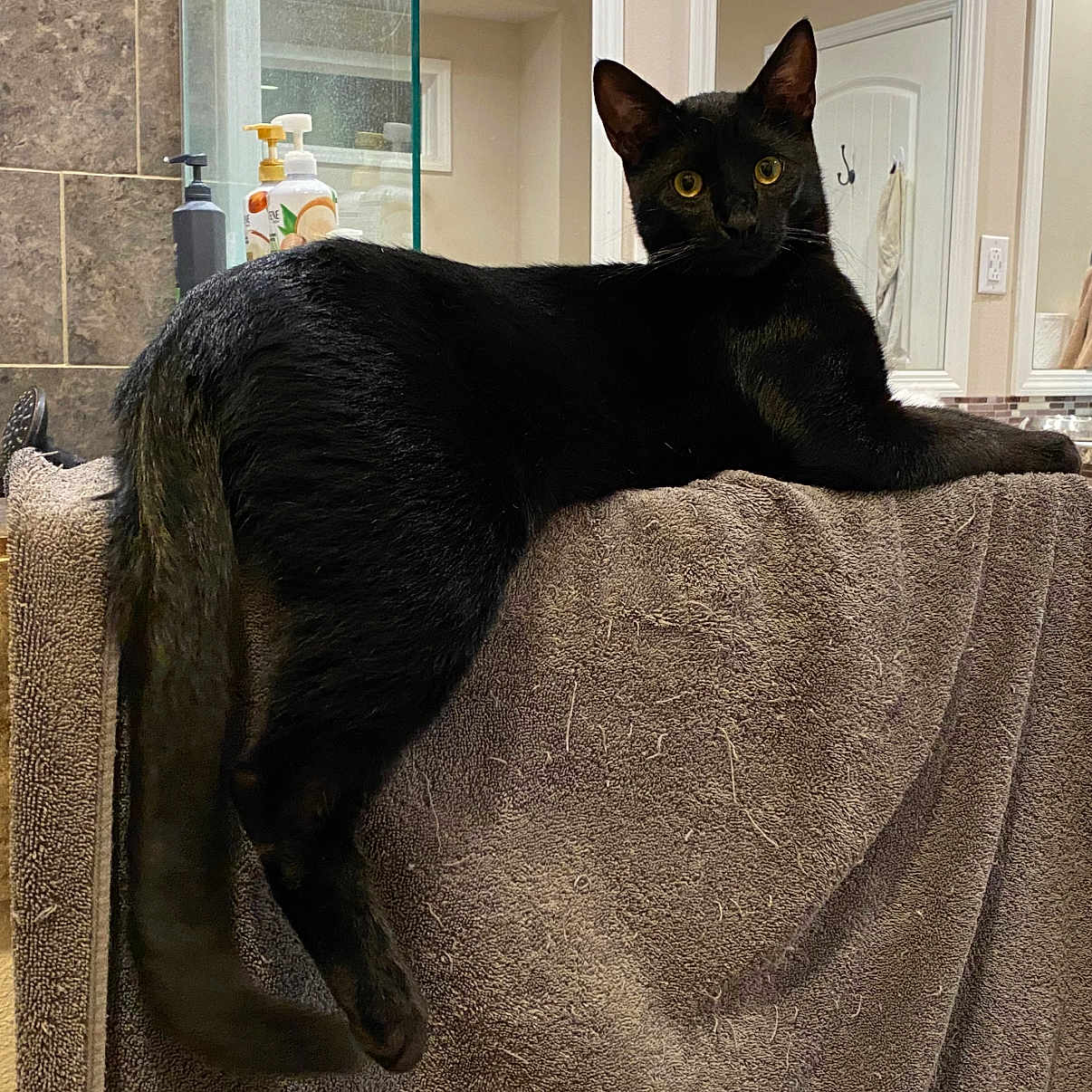 Arkansas joined the competition — help win amazing prizes! animal, bathroom, black_cat, cat, cleaning_products, countertop, curious, domestic_cat, feline, fur, household, indoor, mirror, pet, relaxed, resting, soap_dispensers, tile_wall, towel, yellow_eyes