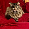 animal, cat, cozy, cute, domestic_cat, ears, feline, fluffy, fur, household, indoor, paw, pet, portrait, red_blanket, relaxed, resting, sitting, tabby, whiskers