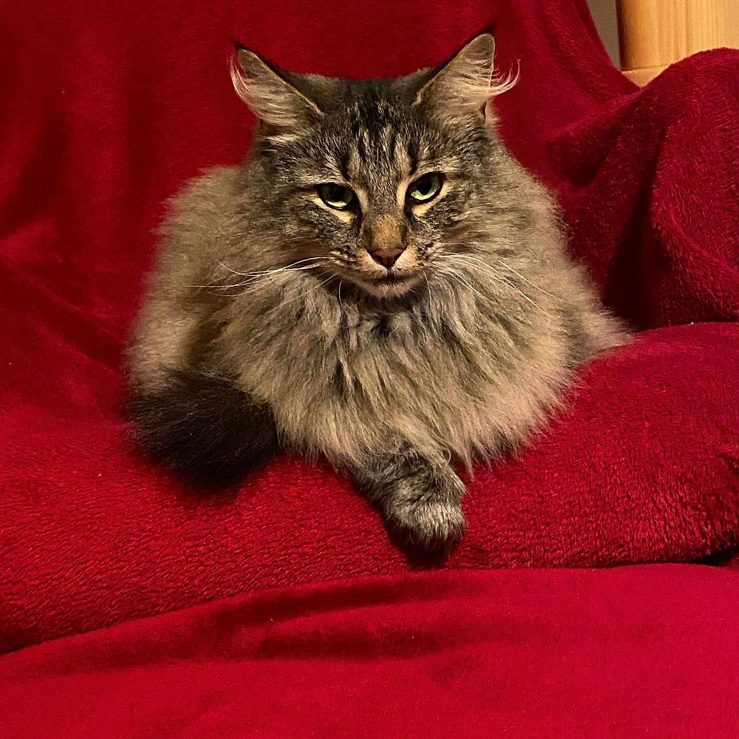 Rhea a rejoint le concours — aidez-le/la à gagner de superbes lots ! cat, fluffy, feline, pet, animal, red_blanket, cozy, indoor, fur, relaxed, sitting, cute, whiskers, ears, paw, domestic_cat, tabby, portrait, resting, household